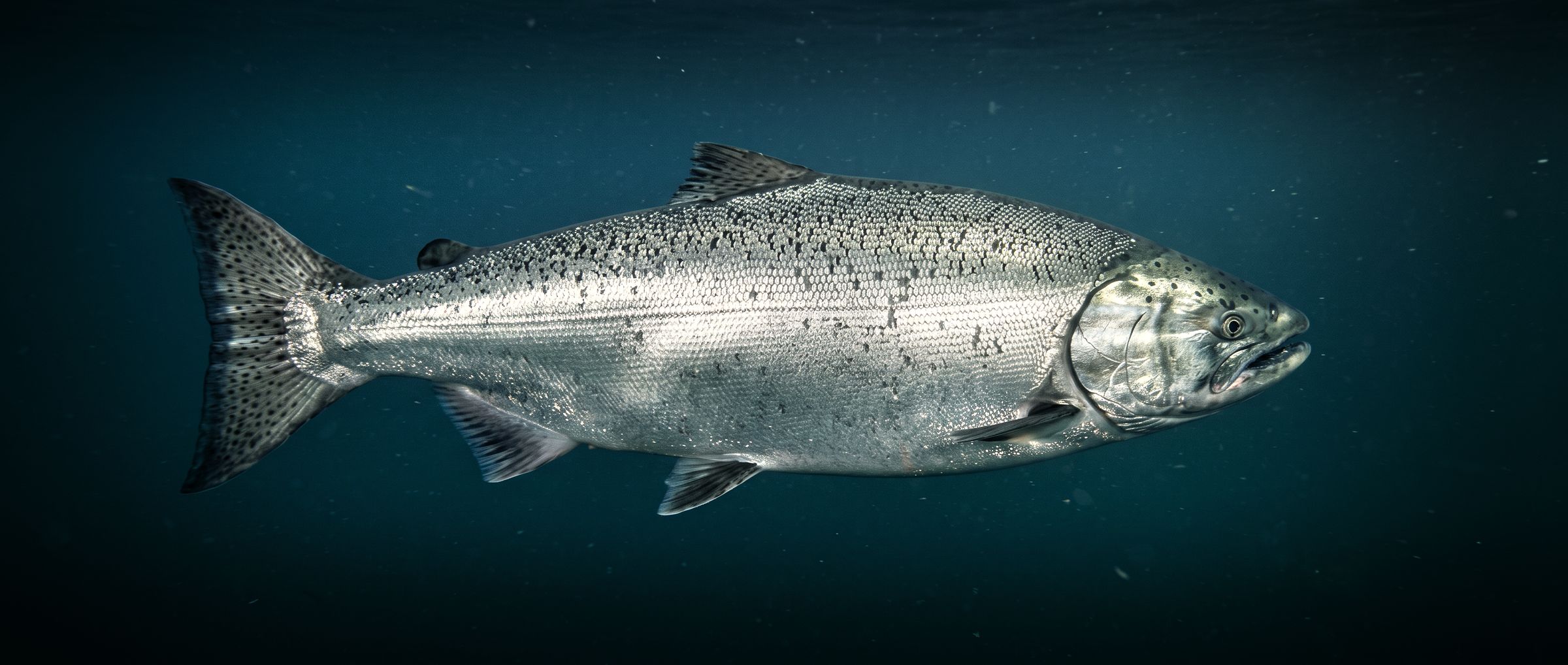 Illustration of a silver chinook salmon swimming in the sea